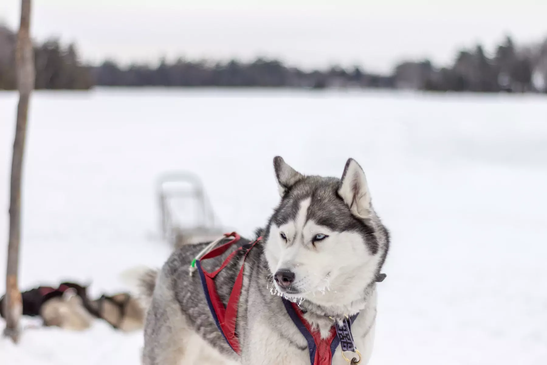 Siberian husky standing in a snowy landscape