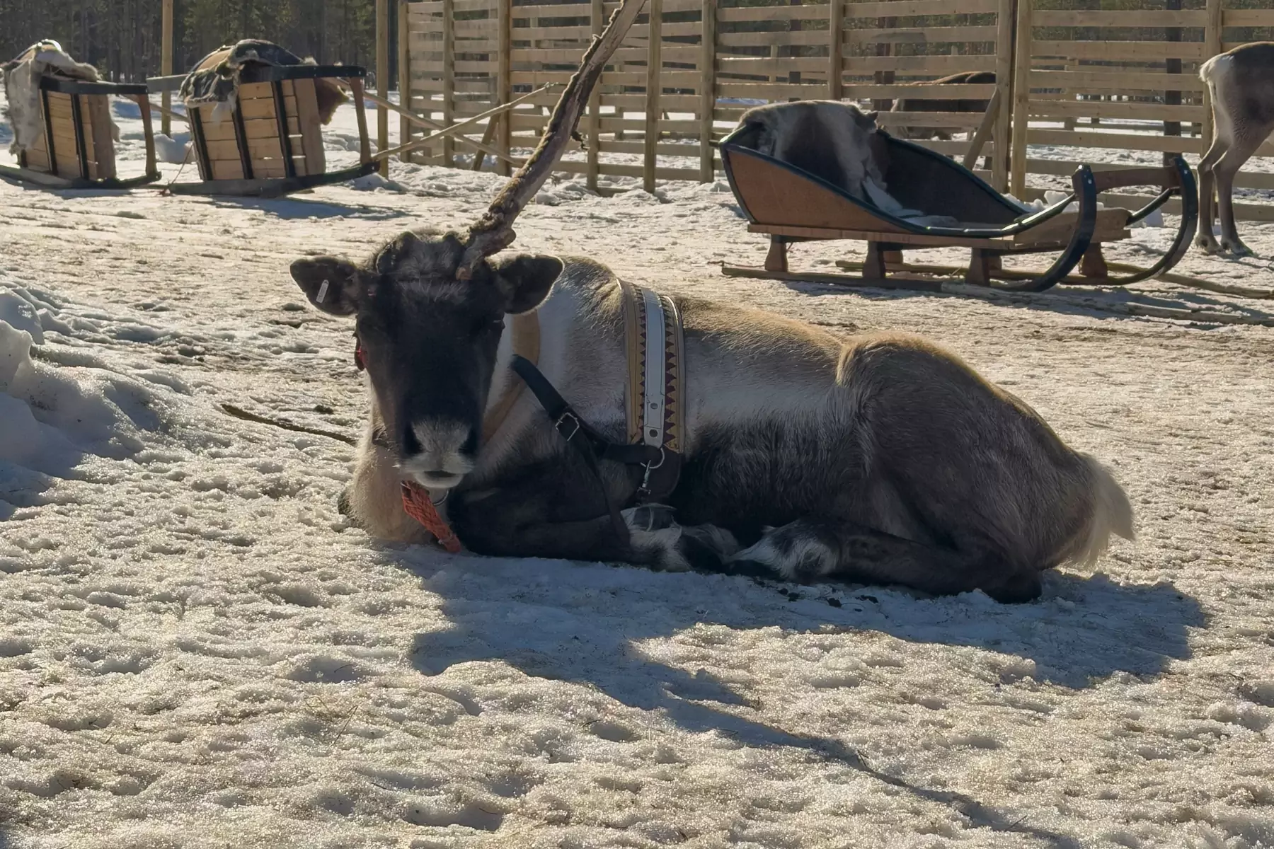 Reindeer resting in a snowy enclosure beside sledges