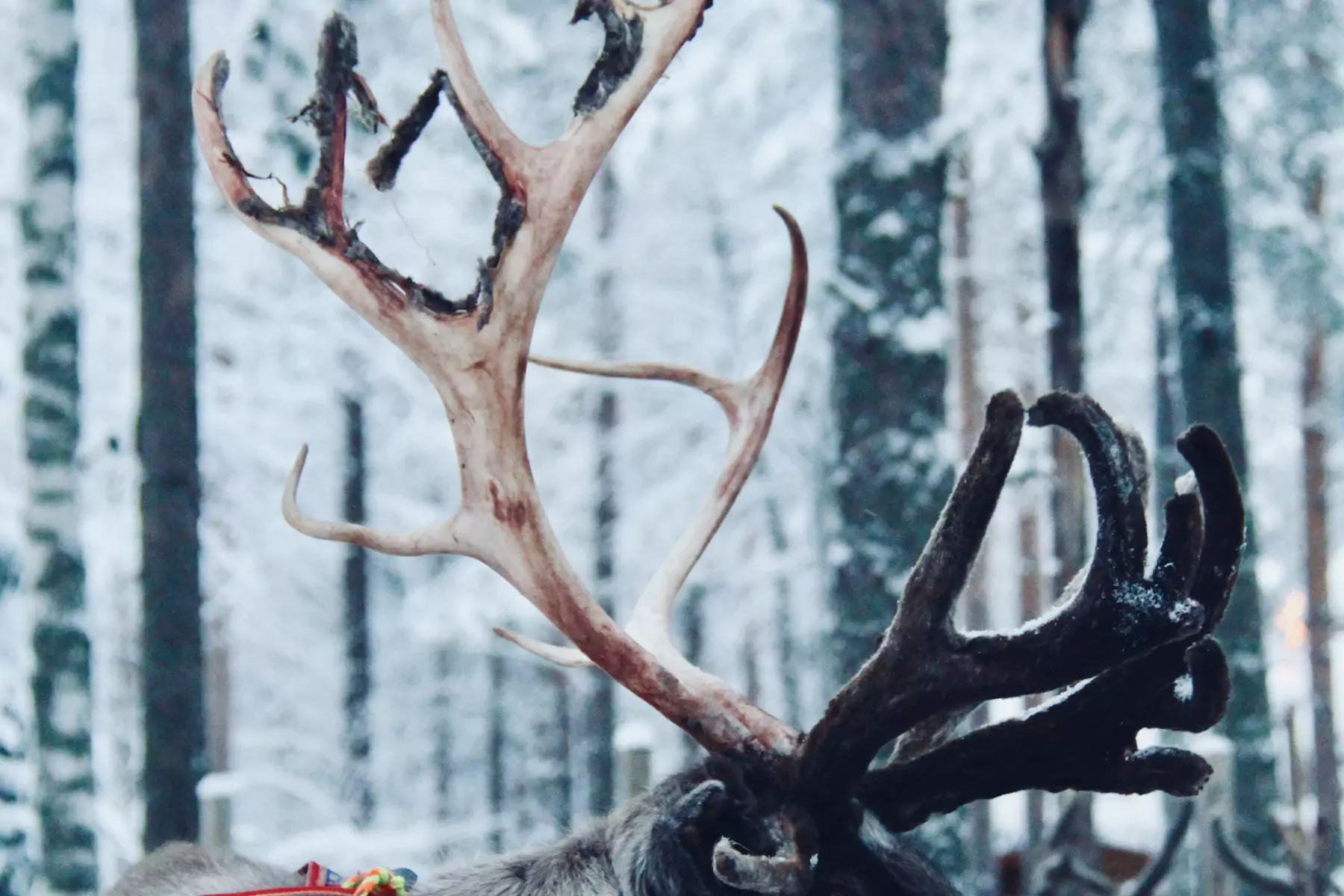 Reindeer with large antlers standing in deep snow